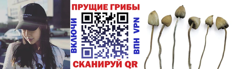 блэк спрут ТОР  Ангарск  Псилоцибиновые грибы Cubensis 